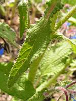 Borago officinalis (3) (Photo F. Mrugala)